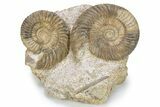 Two Jurassic Ammonite (Parkinsonia) Fossils - France #279349-1